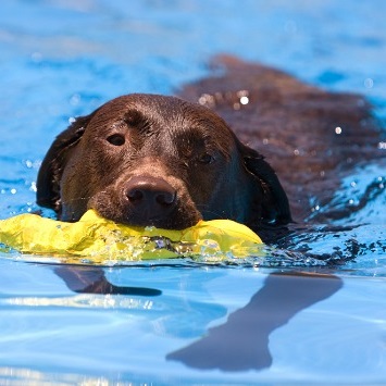 Hydrotherapy Dog Center